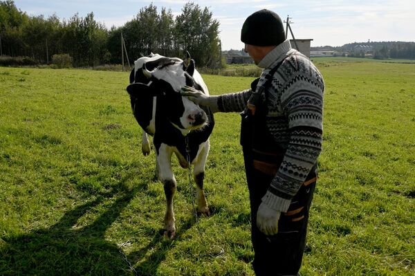 Шесть телят во время пожара находились в другом сарае - кирпичном.