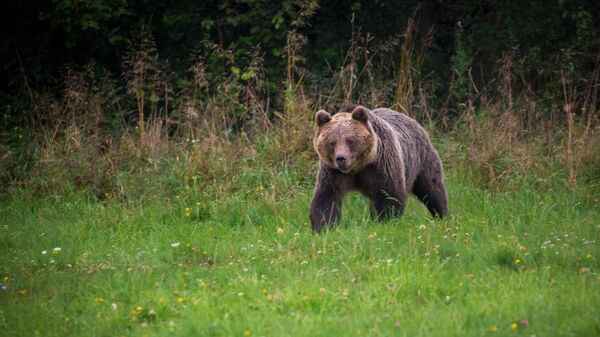 Бурый медведь, архивное фото - Sputnik Беларусь