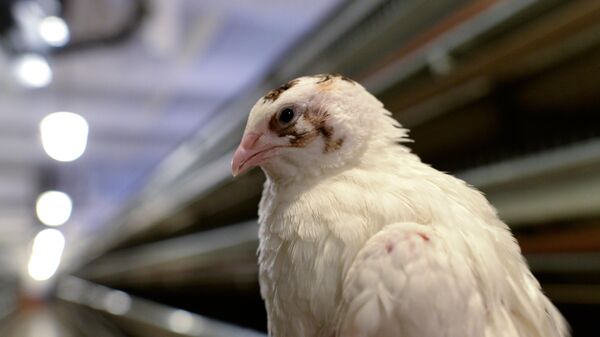 Фабрика по производству перепелиного мяса - Sputnik Беларусь