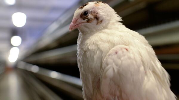 Фабрика по производству перепелиного мяса - Sputnik Беларусь