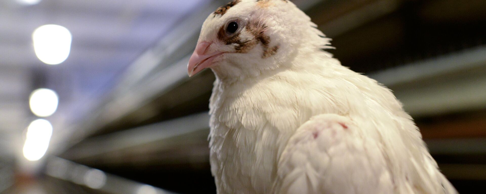 Фабрика по производству перепелиного мяса - Sputnik Беларусь, 1920, 29.11.2025