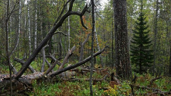 Лес осенью, архивное фото - Sputnik Беларусь