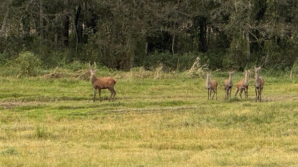 Олени на опушке леса, архивное фото - Sputnik Беларусь