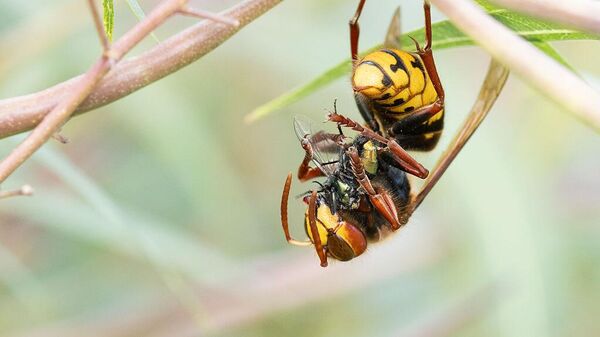 Оса - Sputnik Беларусь