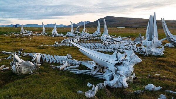 Кладбище левиафанов: скелеты китов на Чукотке сняли на видео с высоты - Sputnik Беларусь