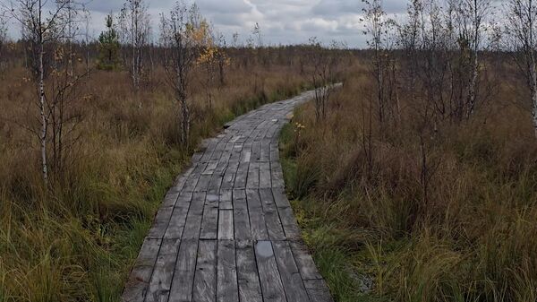Рай для орнитологов и любителей клюквы: прогулка по легким Европы (видео) - Sputnik Беларусь