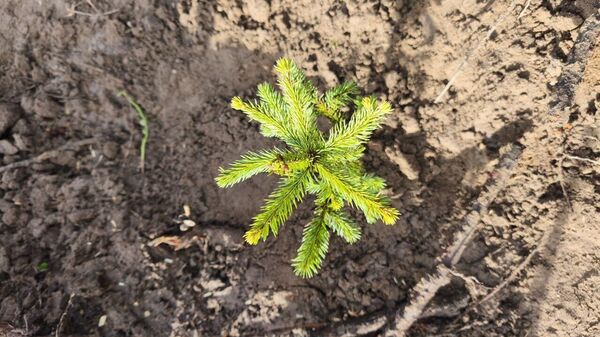 Посадка леса - Sputnik Беларусь