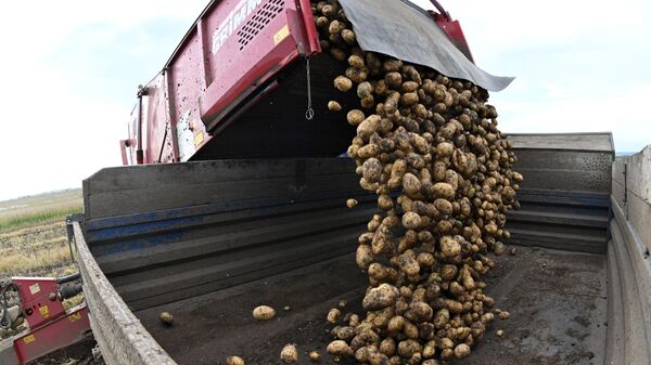 Уборка урожая картофеля - Sputnik Беларусь