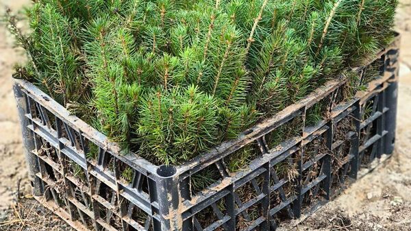 Саженцы деревьев - Sputnik Беларусь