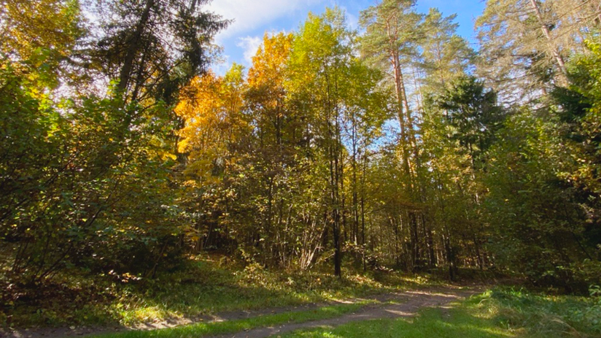 Осенний лес