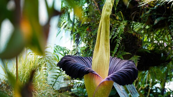 Amorphophallus titanum - Sputnik Беларусь