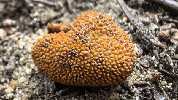 Элафомицес шиповатый  - Sputnik Беларусь