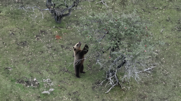 Ловкость лап и много вкусного: медведь добрался до яблони (видео) - Sputnik Беларусь