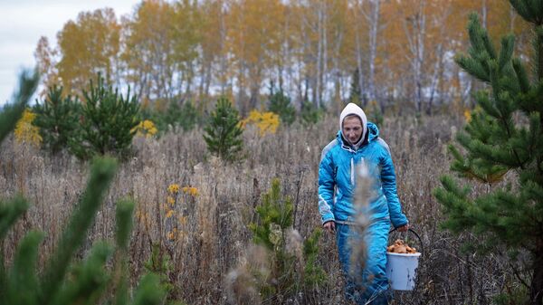Женщина во время сбора рыжиков - Sputnik Беларусь