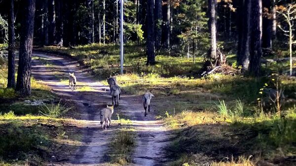 Стая волков перешла границу Беларуси с Литвой (видео)  - Sputnik Беларусь