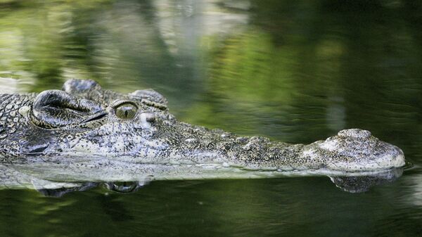 Крокодил в реке в Австралии - Sputnik Беларусь