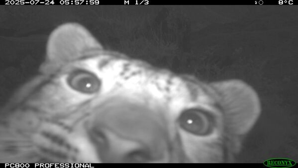 В дикой природе снежные барсы живут 10-13 лет,  в неволе – 18-20, есть случай, когда самка дожила до 28. На фото: ирбис в Саяно-Шушенском заповеднике (фоторегистратор). - Sputnik Беларусь