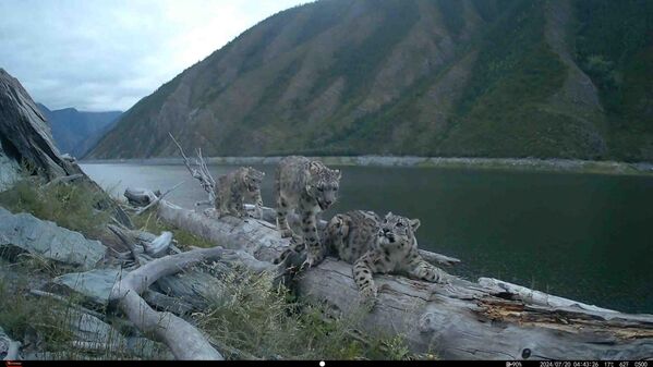 Уже на пятый шестой день малыши прозревают, а через несколько месяцев начинают сопровождать мать на охоту. Самец в воспитании потомства не участвует. На фото: самка ирбиса Клепа с двумя котятами в Саяно-Шушенском заповеднике (фоторегистратор). - Sputnik Беларусь