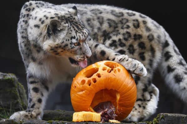 Люди научились ухаживать за этими дикими кошками, лечить их болезни – и снежные барсы неплохо освоились в зоопарках и успешно размножаются в неволе.В России их можно увидеть в зоопарках Москвы, Красноярска, Екатеринбурга, Новосибирска, Нижнего Новгорода, Перми и Челябинска. В зоопарках Беларуси снежного барса нет.Всего в мире в зоопарках живет около двух тысяч ирбисов.На фото: снежный барс Нела играет с тыквой в зоопарке &quot;Пять сестер&quot; в Уэст-Колдере, Шотландия - Sputnik Беларусь