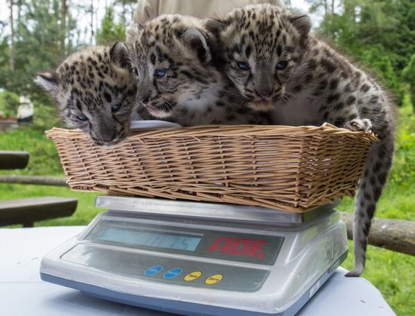 Самка приносит детенышей два раза в год, обычно весной. Новорожденные котята слепые, весят примерно полкило при длине тела до 30 сантиметров.На фото: взвешивание котят снежного барса в парке дикой природы Люнебургская пустошь в Ниндорф-Ханштедте, Германия. - Sputnik Беларусь