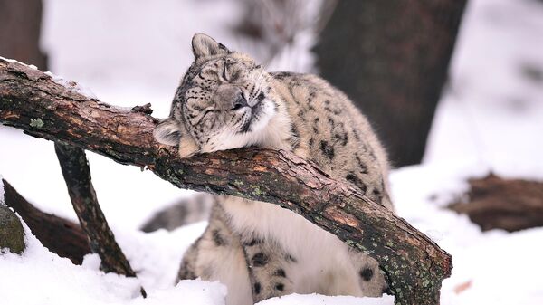 Снежный барс - Sputnik Беларусь