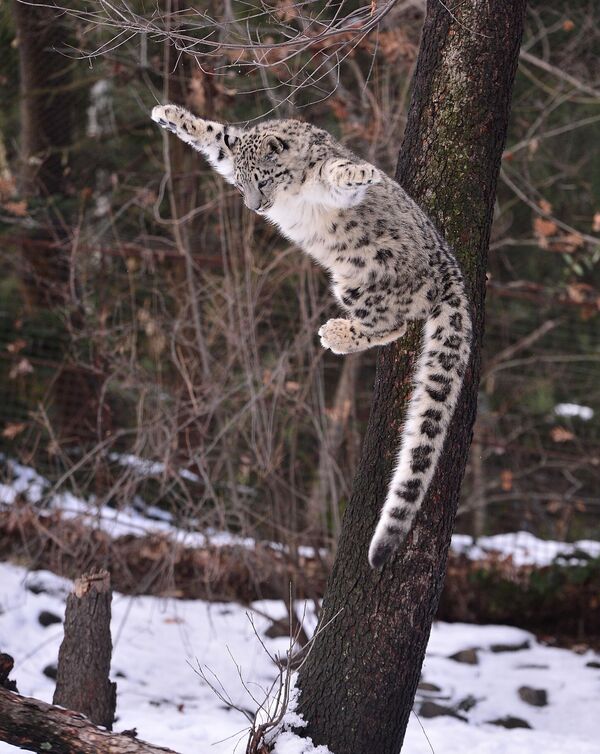 Снежные барсы – мясоеды, хотя летом и любят украсить свой рацион зелеными частями растений и травой, но лишь в качестве дополнения.Основная их добыча – копытные: голубые бараны, горные козлы, архары, тары, такины, винторогие козлы, горалы, косули, маралы, олени... Впрочем, если никого из крупных животных под лапу не попало, не побрезгуют и перекусом поменьше: сусликами, пищухами, зайцами, некоторыми птицами (уларами, фазанами и кекликами). Если же диких копытных в ареале обитания снежного барса станет значительно меньше, то скорее всего он эту территорию оставит в принципе (хотя и может начать нападать на домашний скот, но это не частое явление).  - Sputnik Беларусь
