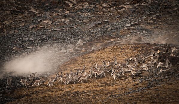 На всей территории своего ареала снежный барс является вершиной пищевой пирамиды и почти не испытывает конкуренции со стороны других хищников. За один раз взрослое животное может съедать 2-3 кило мяса.На фото: самка снежного барса преследует стадо горных баранов в Юйшу-Тибетском автономном округе провинции Цинхай, Китай. - Sputnik Беларусь