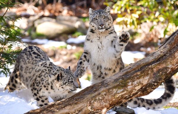 Существует неофициальный титул &quot;Снежный барс&quot; – его удостаиваются альпинисты, которые покорили все горы-семитысячники (изначально четыре, с 1989 года – пять) на территории СССР. Жетон, которым и сегодня награждают альпинистов,  покоривших самые высокие вершины, расположенные на территории бывшего Союза, официально называется &quot;Покоритель высочайших гор СССР&quot;. Звание и жетон были учреждены в 1967 году. Среди обладателей почетного титула есть и белорусы. - Sputnik Беларусь