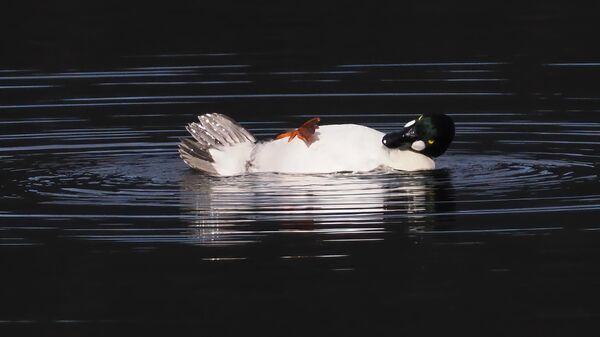 Здымак It is tough being a duck брытанскага фатографа John Speirs, які стаў фіналістам у конкурсе 2025 года The Nikon Comedy Wildlife Awards - Sputnik Беларусь
