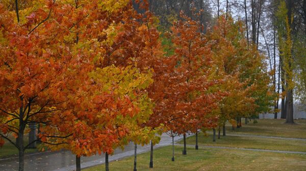 Дождливый день в Минске - Sputnik Беларусь