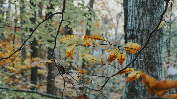 Осенний лес - Sputnik Беларусь