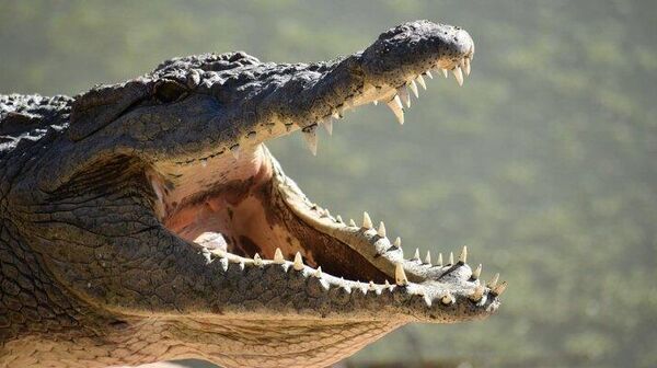 Эпическая схватка полицейских с крокодилом во Флориде попала на видео - Sputnik Беларусь