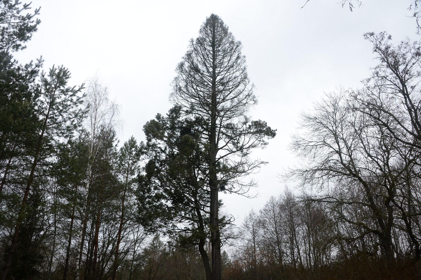 Эту редкую аянскую ель, которая сохранилась до сих пор, посадили еще в начале XX века при помещице Дараган. Голодные дети из гетто объели ее на высоту человеческого роста - Sputnik Беларусь