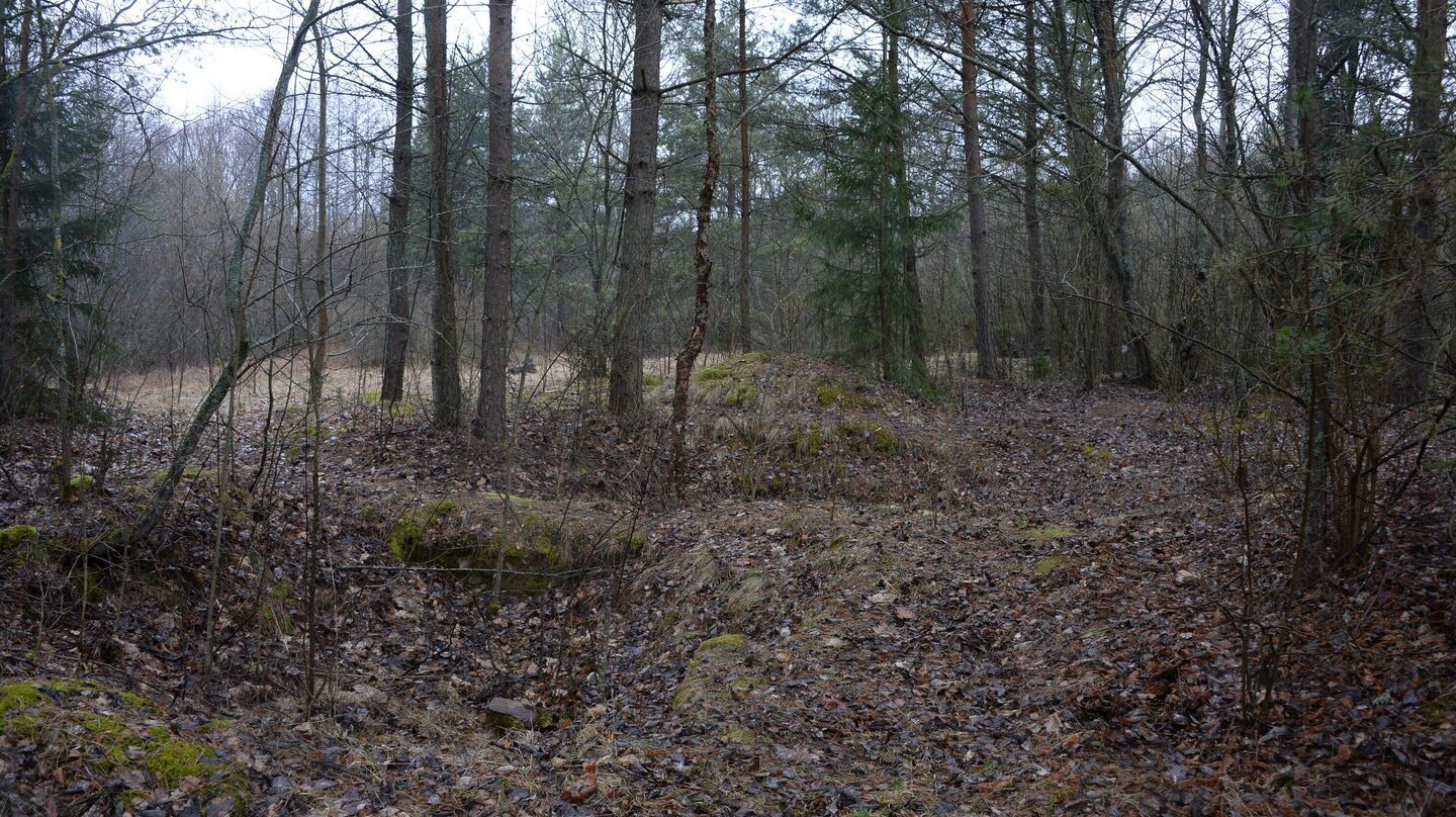 На руинах бывшего гетто успел вырасти взрослый лес - Sputnik Беларусь