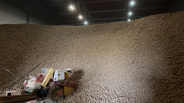 Картофель в стабилизационном фонде - Sputnik Беларусь