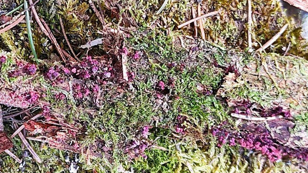 Миксомицеты  Cribraria purpurea Schrad. и Hemitrichia calyculata (Speg.) M.L. Farr в Беловежской пуще - Sputnik Беларусь