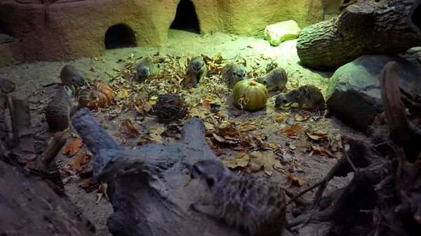 Милота дня: Хэллоуин для сурикатов в Московском зоопарке (видео) - Sputnik Беларусь