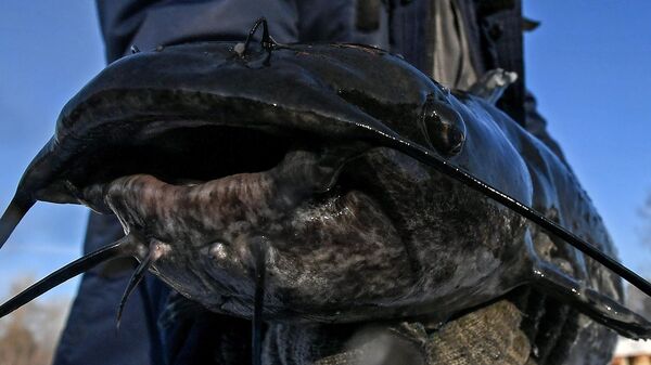 Сом, архивное фото - Sputnik Беларусь