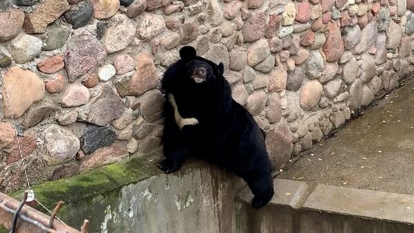 Зима близко: гималайские мишки в зоопарке Гродно готовятся к спячке (видео) - Sputnik Беларусь
