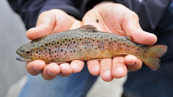 Кумжа (лат. Salmo trutta) - Sputnik Беларусь