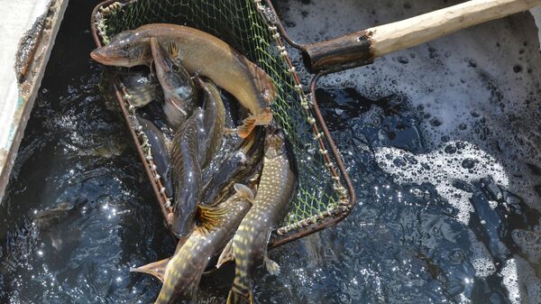 Сохранить и преумножить: когда Беларусь станет рыболовной Меккой - Sputnik Беларусь