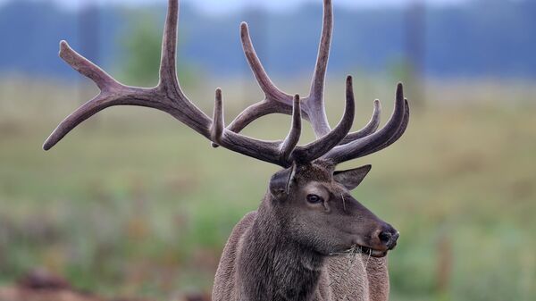 Благородный олень, архивное фото - Sputnik Беларусь