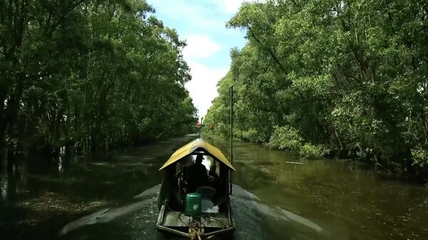 Плывущий лес и тысячи птиц в национальном парке Трам-Чим во Вьетнаме (видео) - Sputnik Беларусь