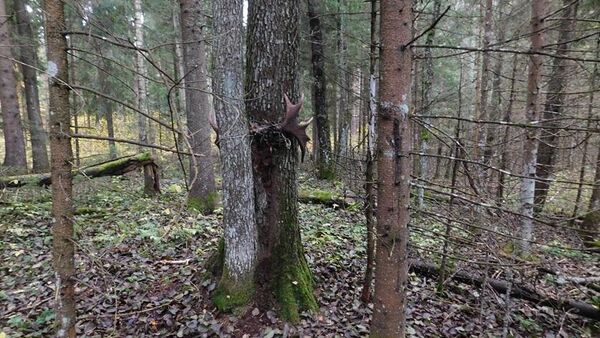 Череп лося в лесу - Sputnik Беларусь