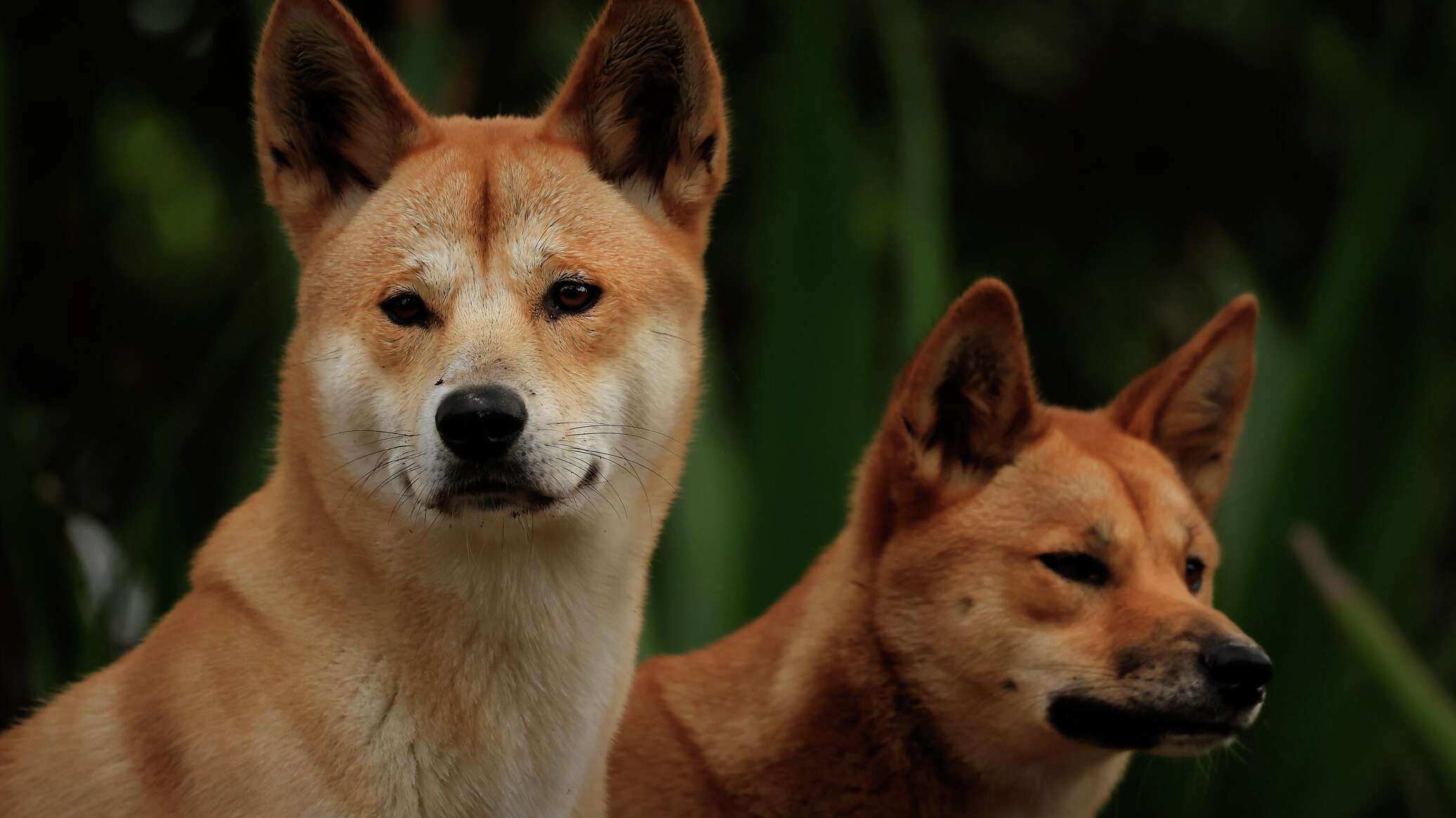 Диких собак динго разрешат заводить в качестве домашних питомцев в Австралии Диких собак динго разрешат заводить в качестве домашних питомцев в Австралии