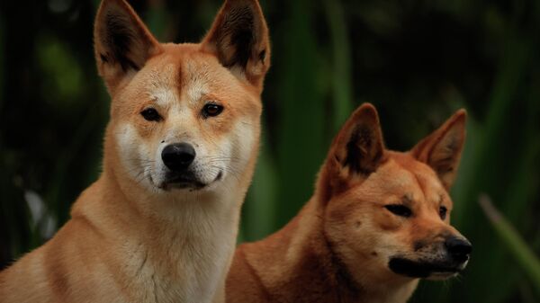 Дикие собаки динго - Sputnik Беларусь