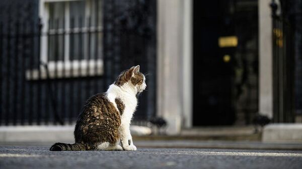 Кот Ларри в резиденции британских премьеров на Даунинг-стрит в Лондоне - Sputnik Беларусь