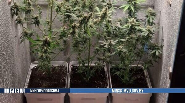 Минчанин организовал дома мини- ферму по выращиванию конопли ― он задержан - Sputnik Беларусь