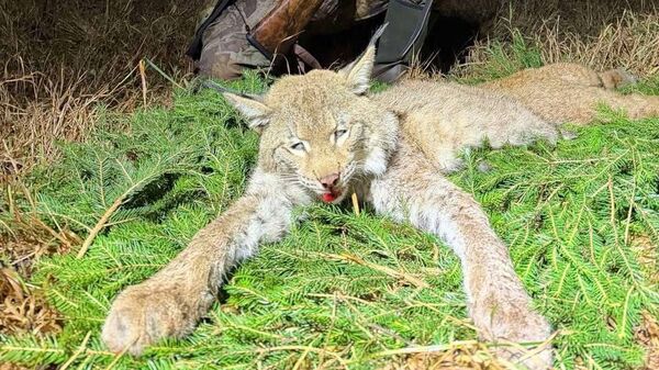 Первый трофей рыси в охотничьих угодьях РГОО БООР был успешно добыт в Шарковщинском охотничьем хозяйстве - Sputnik Беларусь