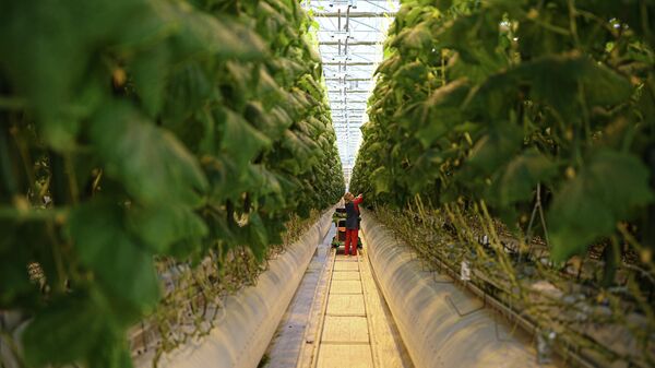 Тепличный комплекс по выращиванию овощей - Sputnik Беларусь